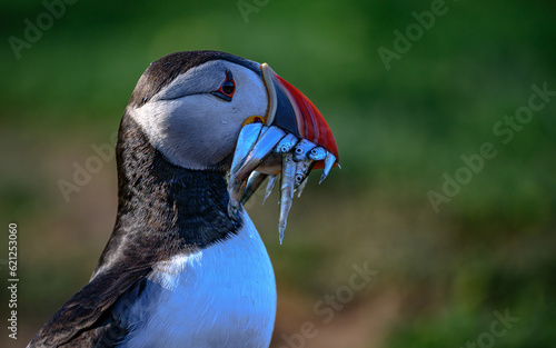 Atlantic puffin with sand eel catch © Ian