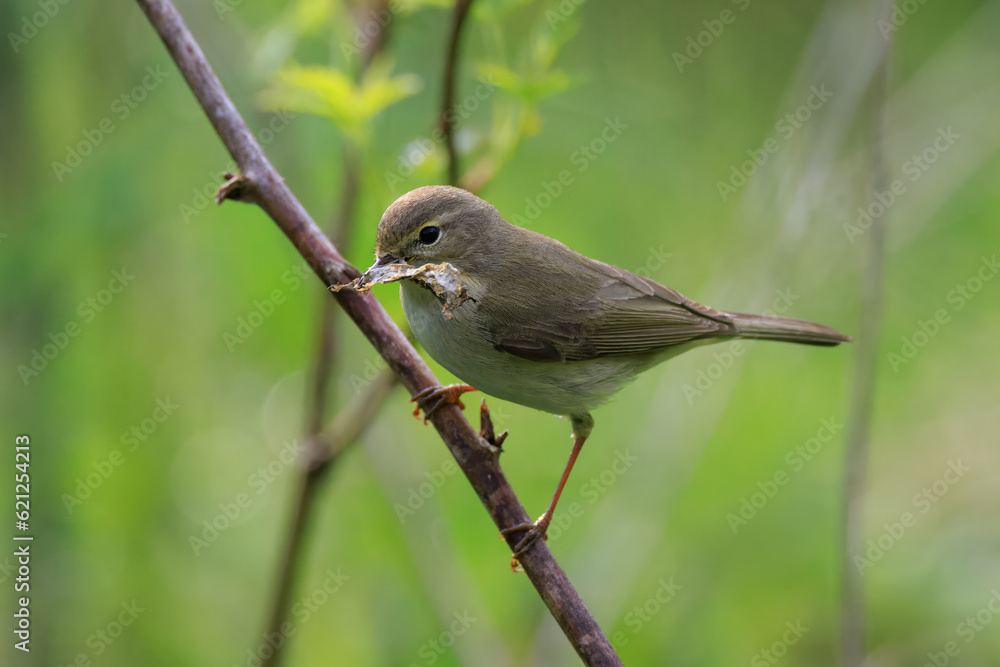 Willow warbler (Phylloscopus trochilus) holding dry leaf Willow warbler (Phylloscopus trochilus) holding dry leaf