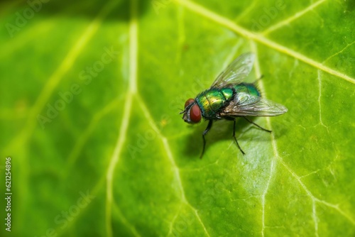 Obraz na płótnie fly on leaf
