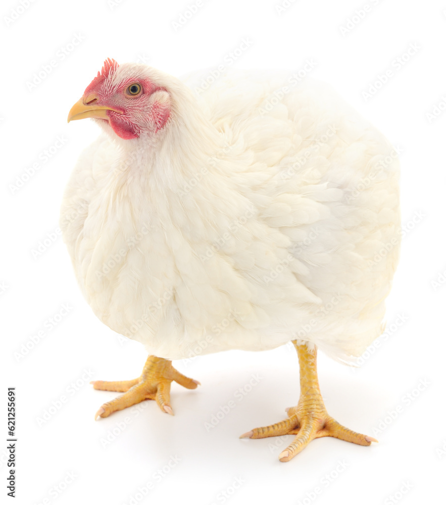 white hen isolated.