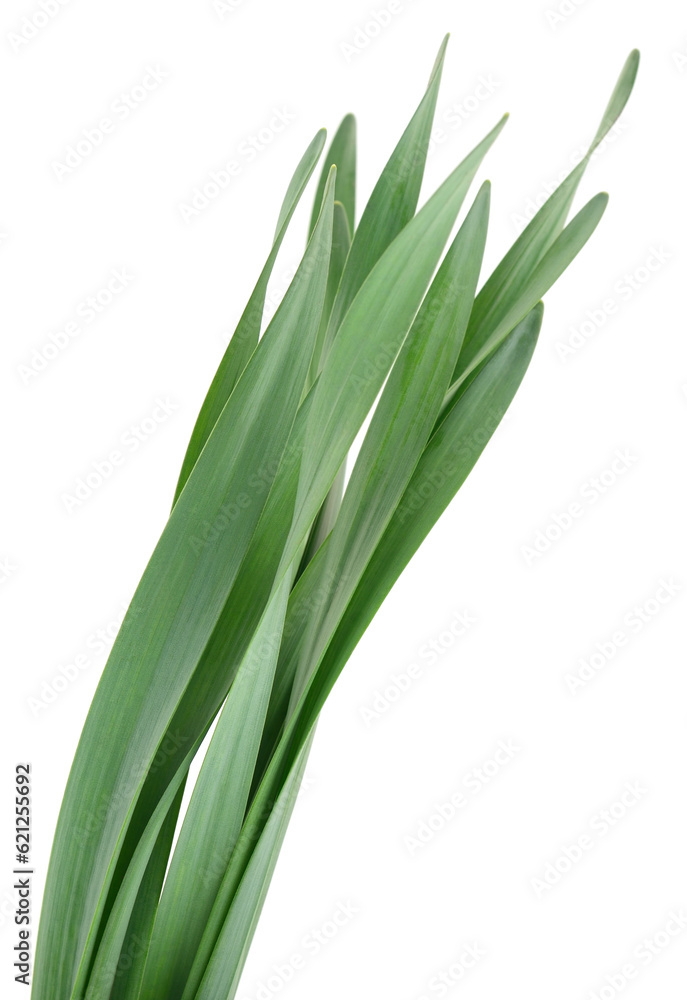 Fototapeta premium Green grass leaves.