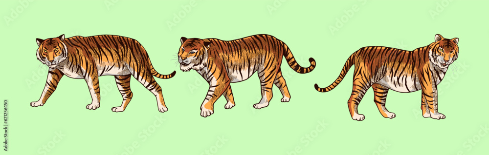 Obraz premium brown tiger vector illustration with shading and consisting of three images