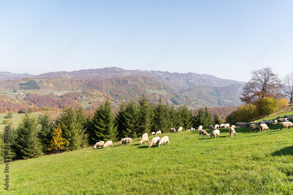 Sheep graze in a pasture in the mountains.