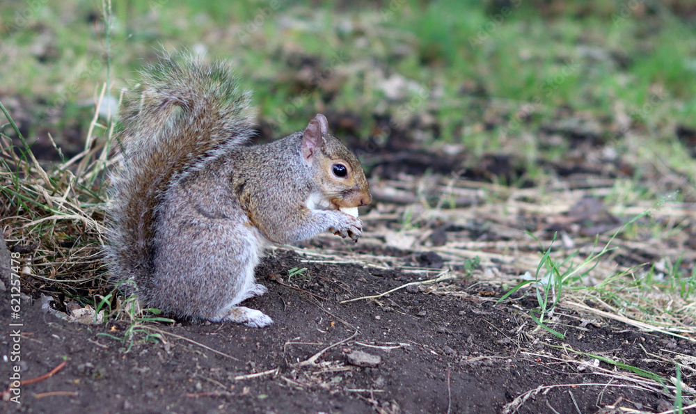 Squirrel looking for food on the ground in a summer park. Close-up of a wild animal. Squirrel looking for food on the ground in a summer park. Close-up of a wild animal.