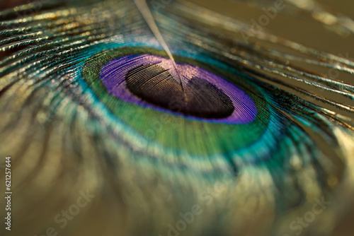 Peacock feather closeup.