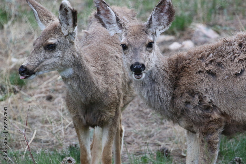 baby elk