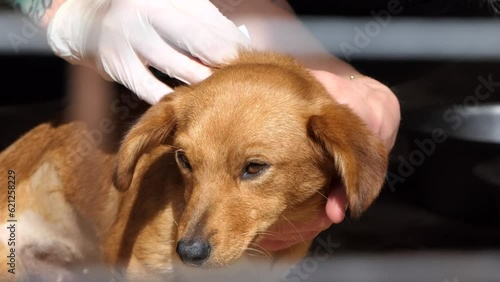 Hund bekommt eine Spritze