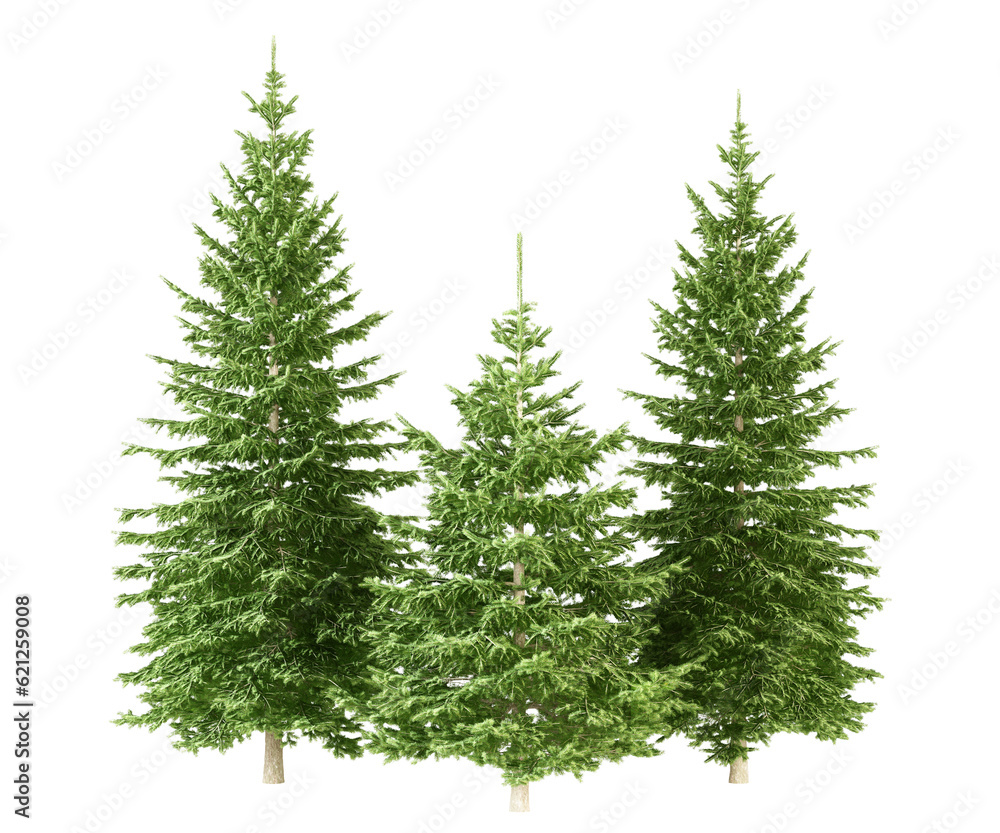tree isolated on white background tree isolated on white background