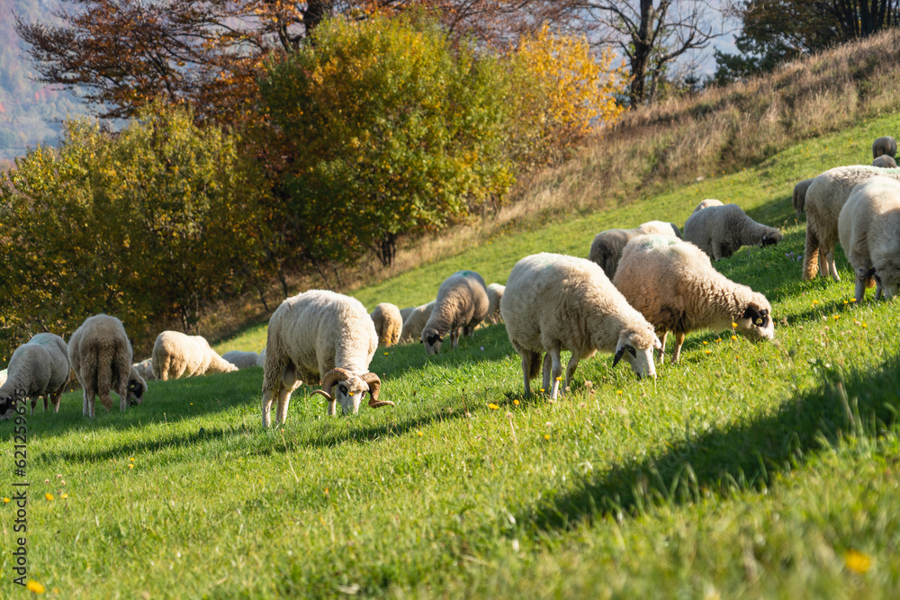 Naklejka premium Sheep graze in a pasture in the mountains.