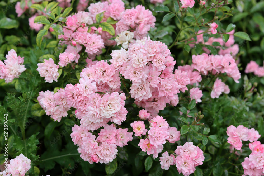 Beautiful pink rose bush blooming in the garden. Closeup photo of pink petals. Summer day in rose garden. Beautiful pink rose bush blooming in the garden. Closeup photo of pink petals. Summer day in rose garden.