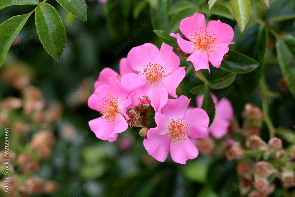 Pink wild rose flowers blooming in the garden on a summer day, closeup photo. Nature background Pink wild rose flowers blooming in the garden on a summer day, closeup photo. Nature background