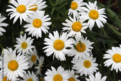 White daisies in the garden. Shallow depth of field.