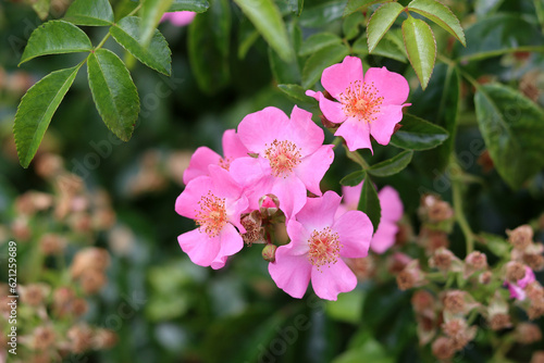 Wallpaper Mural Pink wild rose flowers blooming in the garden on a summer day, closeup photo. Nature background Torontodigital.ca