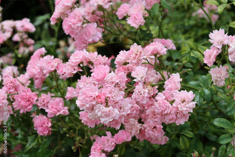 Pink wild rose flowers blooming in the garden on a summer day, closeup photo. Nature background Pink wild rose flowers blooming in the garden on a summer day, closeup photo. Nature background