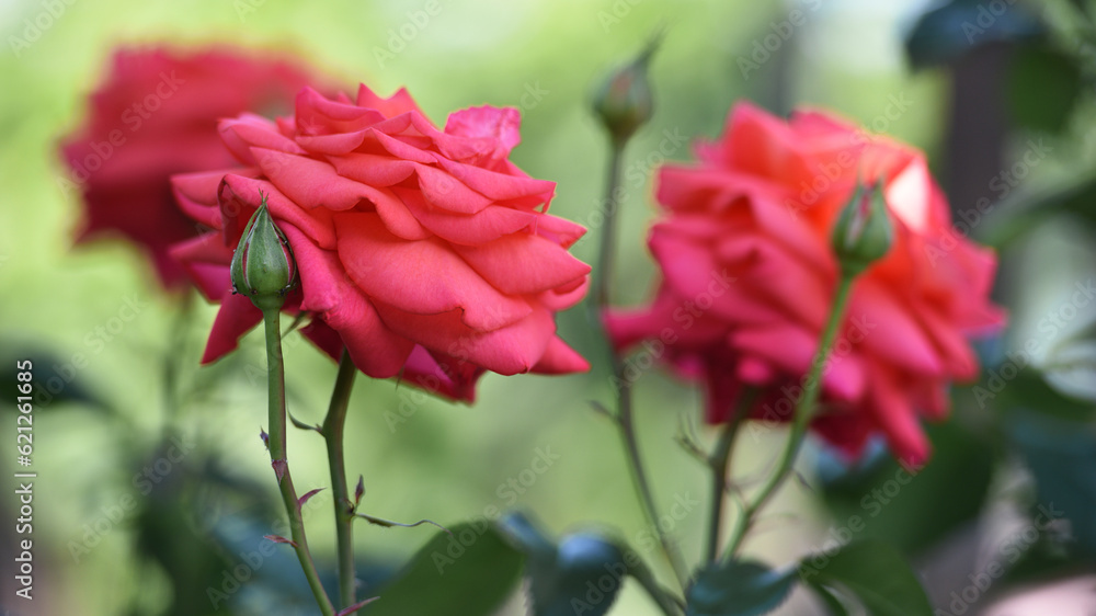 pink rose flower background. Red roses on a bush in the garden, close-up. delicate pink rose flower with green leaves. Red Rose Magic. beauty in the garden. concept of romance, gift