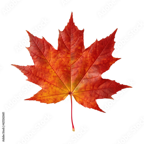 Maple  isolated on transparent background cutout generative AI