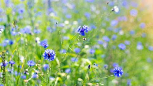 Cornflower, Centaurea cyanus Rare flower of Arable Fields. blue wildflowers, natural floral background. Wild flowers, close-up, blurred background. summer meadow flower, blooms beautifully in blue.