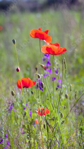 red flowers and green poppy heads. Corn field Papaver rhoeas poppy flowers in spring or summer in green grass. natural green background, beautiful bokeh. poppy in the field. close-up