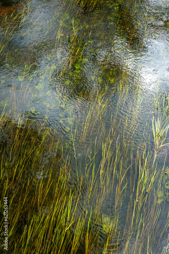 Close up of water plants in Seda river in Burtnieki in July in Latvia