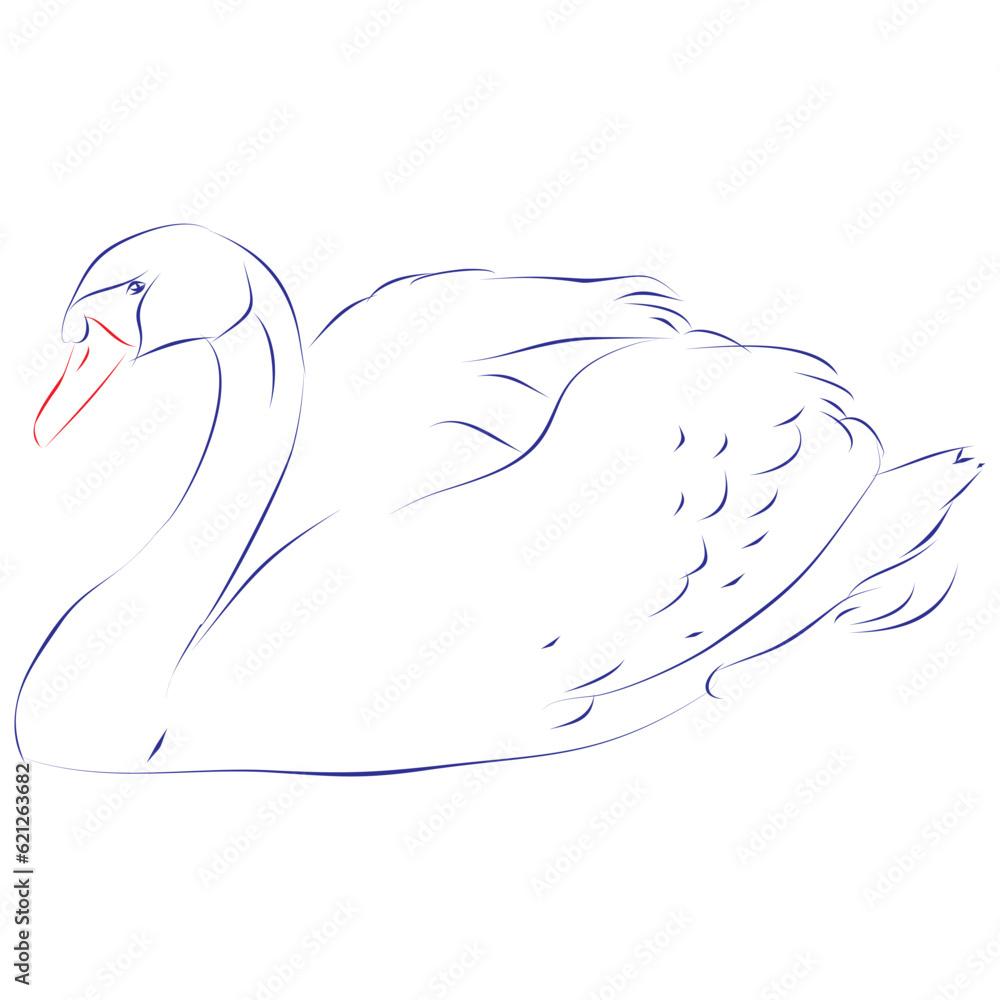 Continuous line drawing of a swan isolated on white. Hand drawn, vector illustration Continuous line drawing of a swan isolated on white. Hand drawn, vector illustration