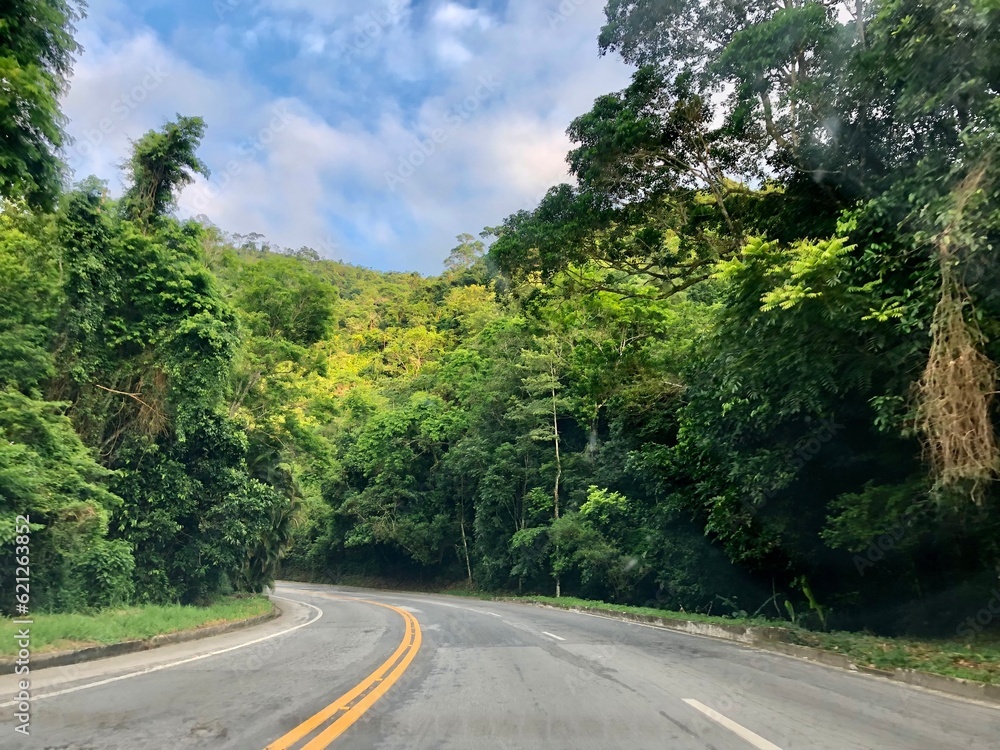 Road in forest in a sunny day. Trees with green foliage. Landscape with empty asphalt road through woods in summer. Road in forest in a sunny day. Trees with green foliage. Landscape with empty asphalt road through woods in summer.