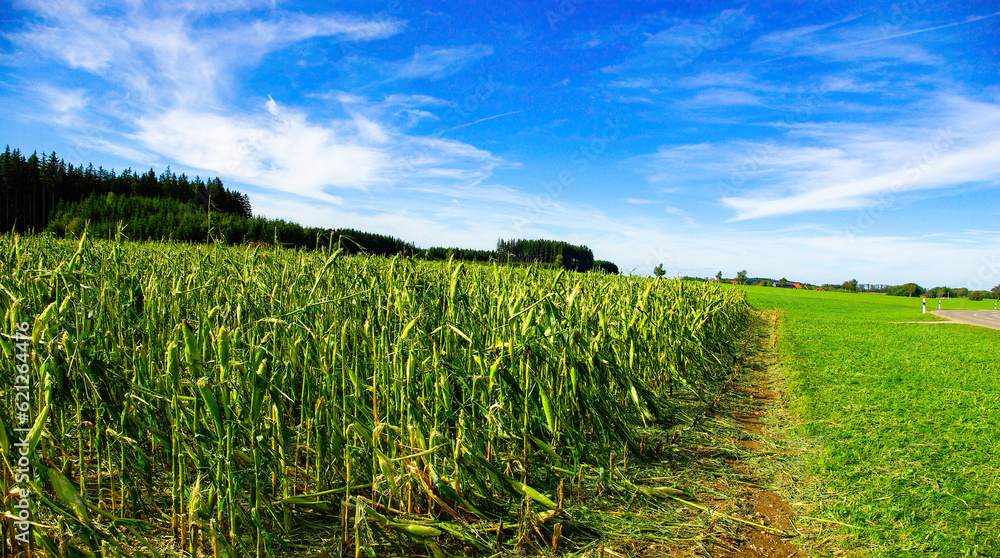 Obraz premium Crop Damage in a Corn Field