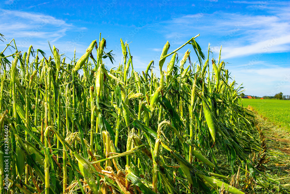 Naklejka premium Crop Damage in a Corn Field