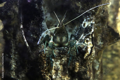 Marble crayfish hid in a hole sticking out of the rock photo