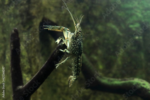 Marble crayfish climbed on a snag and poses for the camera photo