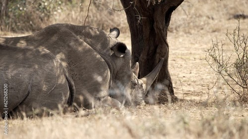White rhinos are resting in the shade of an African thorn tree in the heat of the day. photo