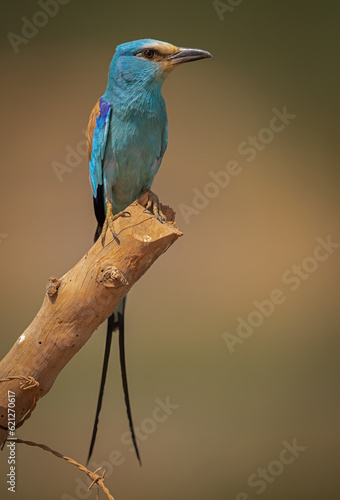 Abyssinian Roller perched on a stick and isolated against natural background