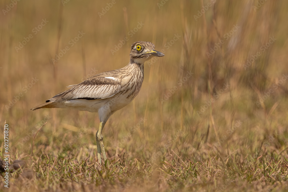 Senegal Thick-knee in natural habitat Senegal Thick-knee in natural habitat