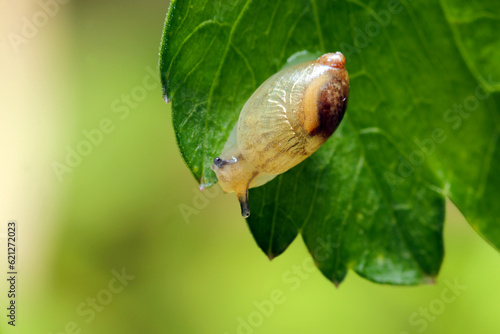 蛍のエサとなる小さいカタツムリ「オカモノアラガイ」（マクロレンズ使用・屋外自然光・接写写真） photo