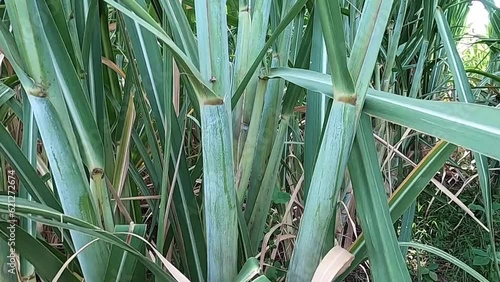 Sugarcane Growing in Agricultural Land.