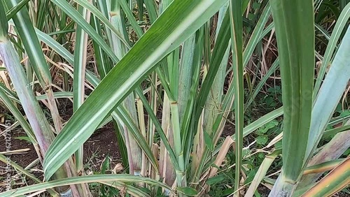 Sugarcane Growing in Agricultural Land.