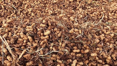 Heap of Groundnuts in Agricultural Land.