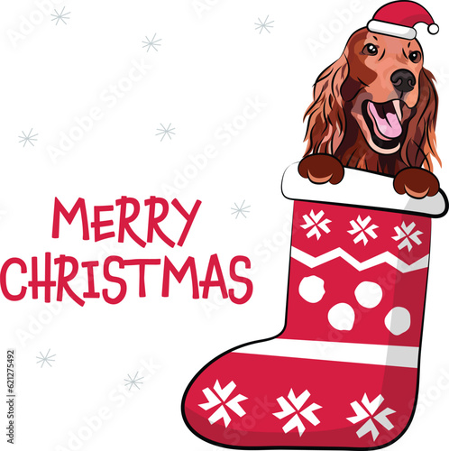 Funny Irish setter dog with paws in Christmas stocking. Funny holiday greeting card with a cute dog head. New year postcard. Winter gift, pet in socks, cute X-mas design with a favorite pet in a hat. 