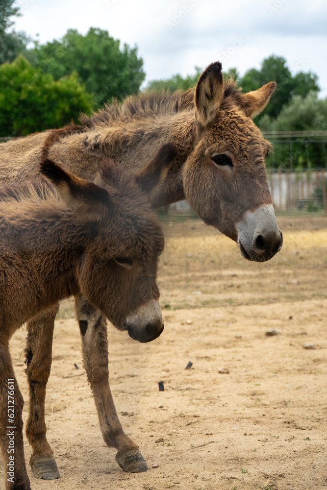 Donkeys peacefully grazing on a picturesque farm in Alentejo, Portugal. Donkeys peacefully grazing on a picturesque farm in Alentejo, Portugal.
