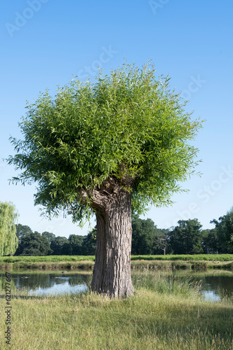 Willow tree coming back to life after heavy pruning