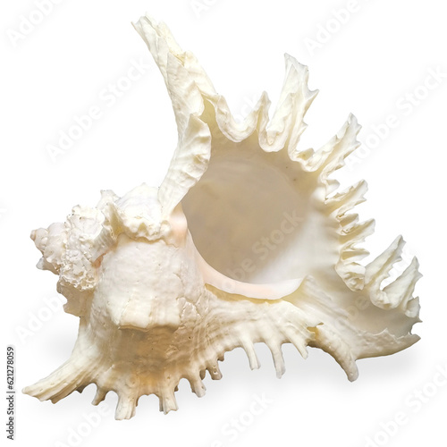 seashell