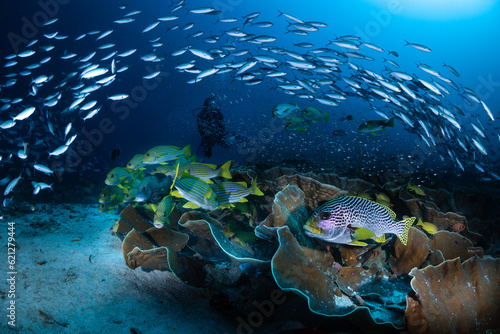 Canvastavla Fun dive in Raja Ampat