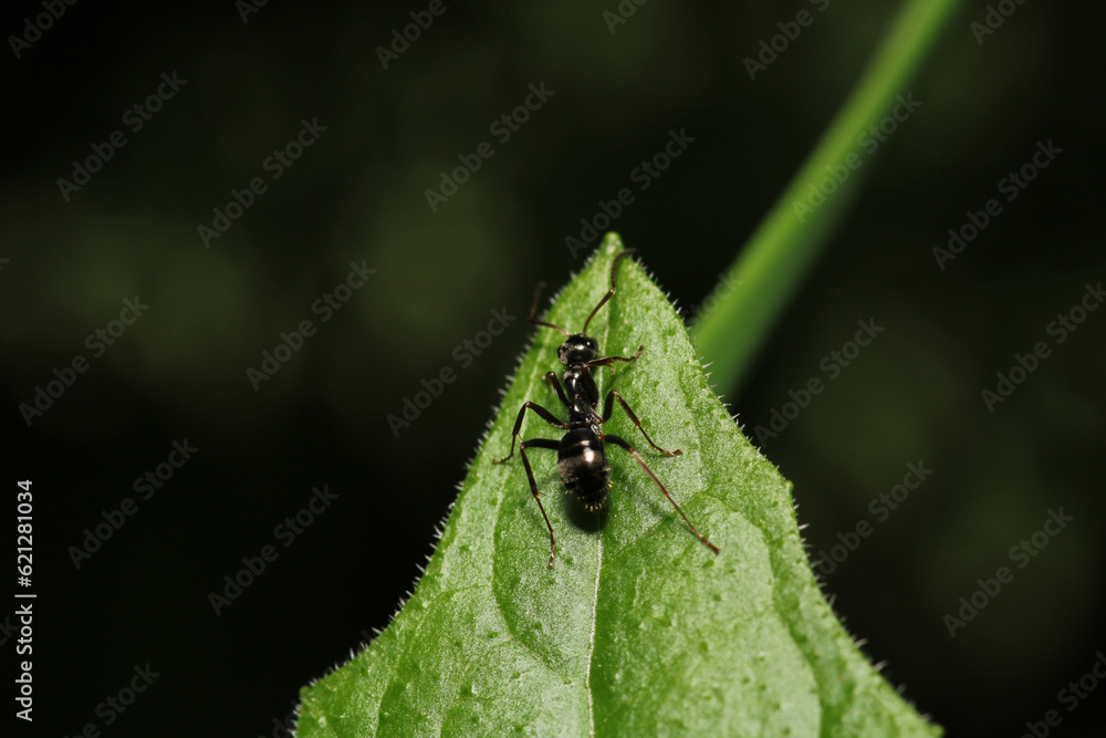 Black carpenter ant macro photo Black carpenter ant macro photo