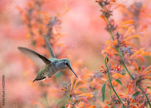 Hummingbird at a hummingbird mint plant