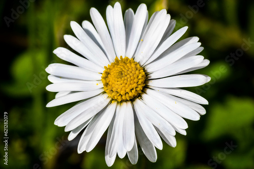 Flower , Daisy, Macro, Zoom