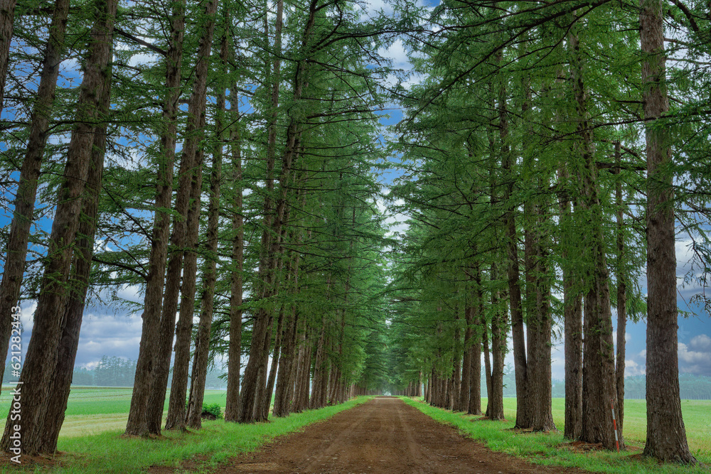 Obraz premium カラマツがそびえ立つ道