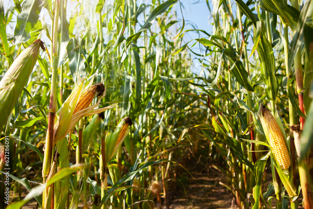 Corn field, with mature corn, ready for harvest. Corn field, with mature corn, ready for harvest.