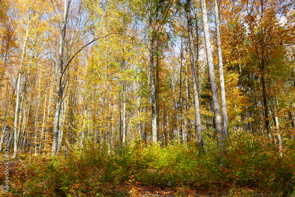 Beautiful dreamy sunny fall seasonal forest landcape. magic sunlight and colorful autumn seasonal leaves. Beautiful dreamy sunny fall seasonal forest landcape. magic sunlight and colorful autumn seasonal leaves.
