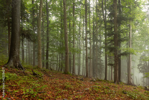 Beautiful foggy tree forest landscape. Dreamy muted woodland.