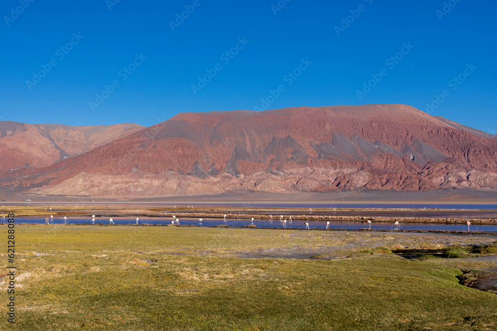 Obraz premium Flamingos at the colorful Laguna Carachi Pampa in the deserted highlands of northern Argentina - traveling and exploring the Puna