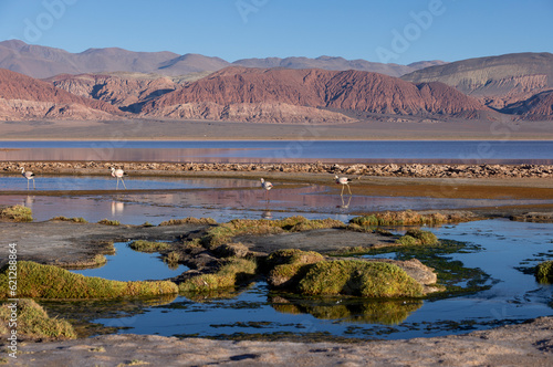 Flamingos at the colorful Laguna Carachi Pampa in the deserted highlands of northern Argentina - traveling and exploring the Puna photo